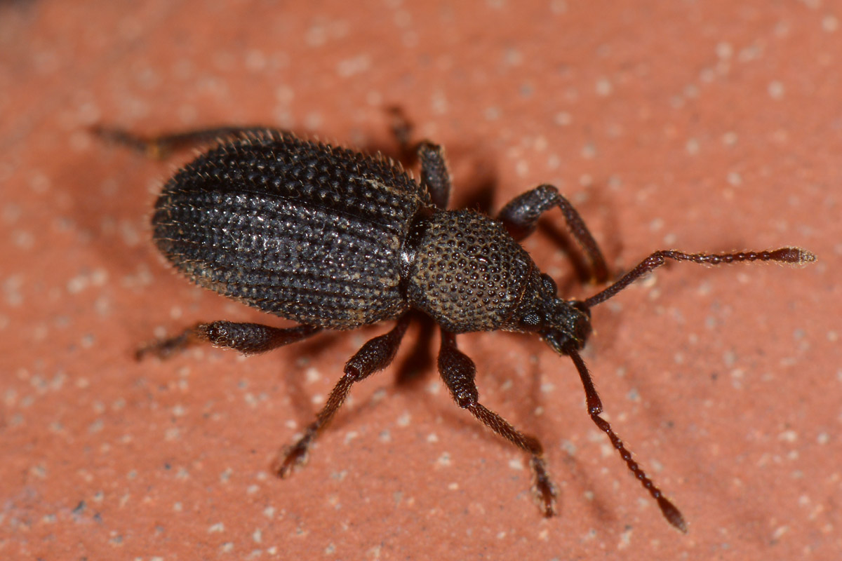 Curculionidae: Otiorhynchus ligneus?  Otiorhynchus (Aranihus) frescati